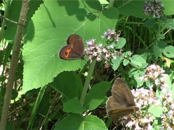 Graubindiger Mohrenfalter ( Erebia aethiops ), Flügelunterseite : Nettersheim/Urfttal, Eifel, 15.07.2006, der Waldteufel ist im Hintergrund zu sehen